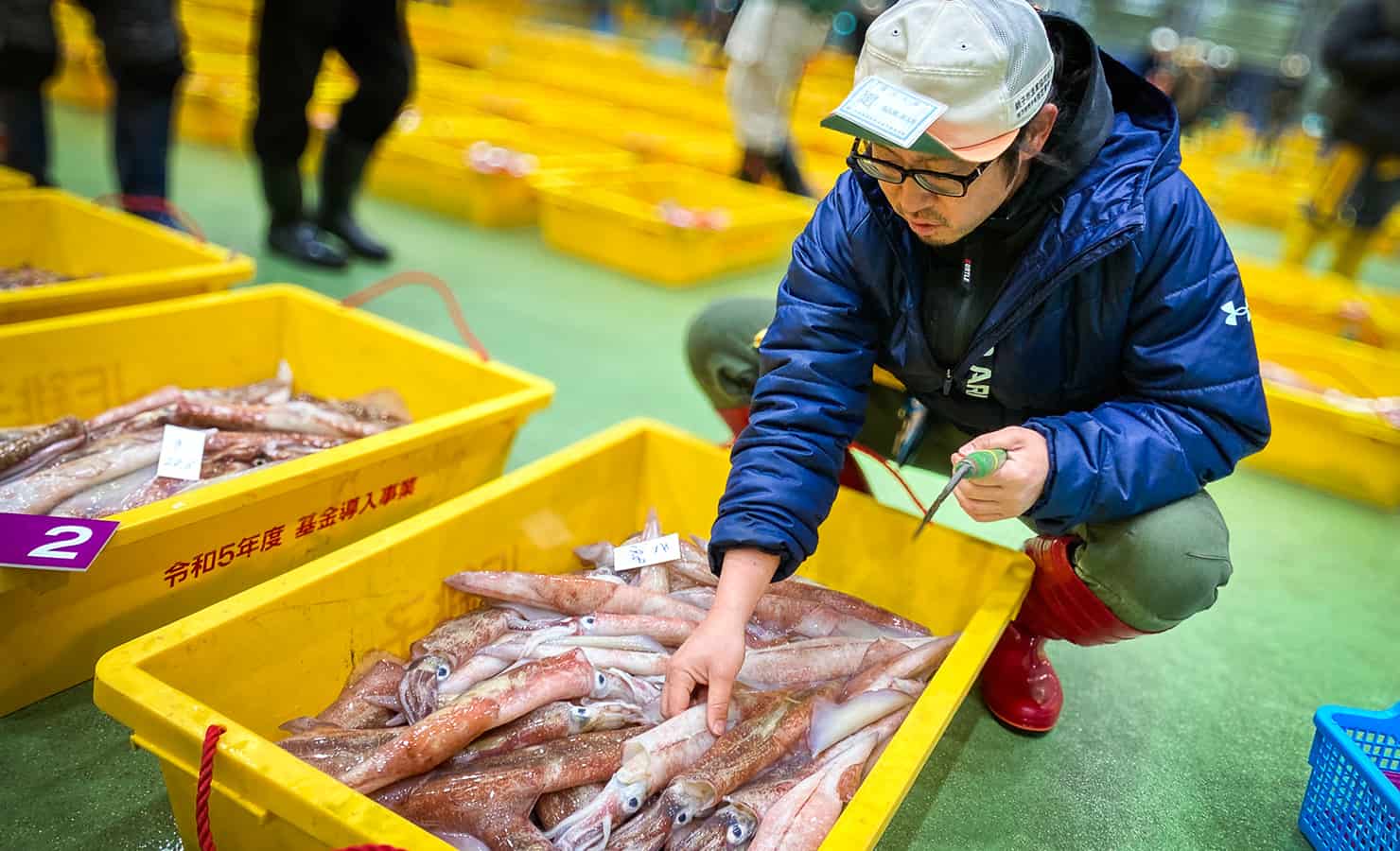 魚を選んでいる画像