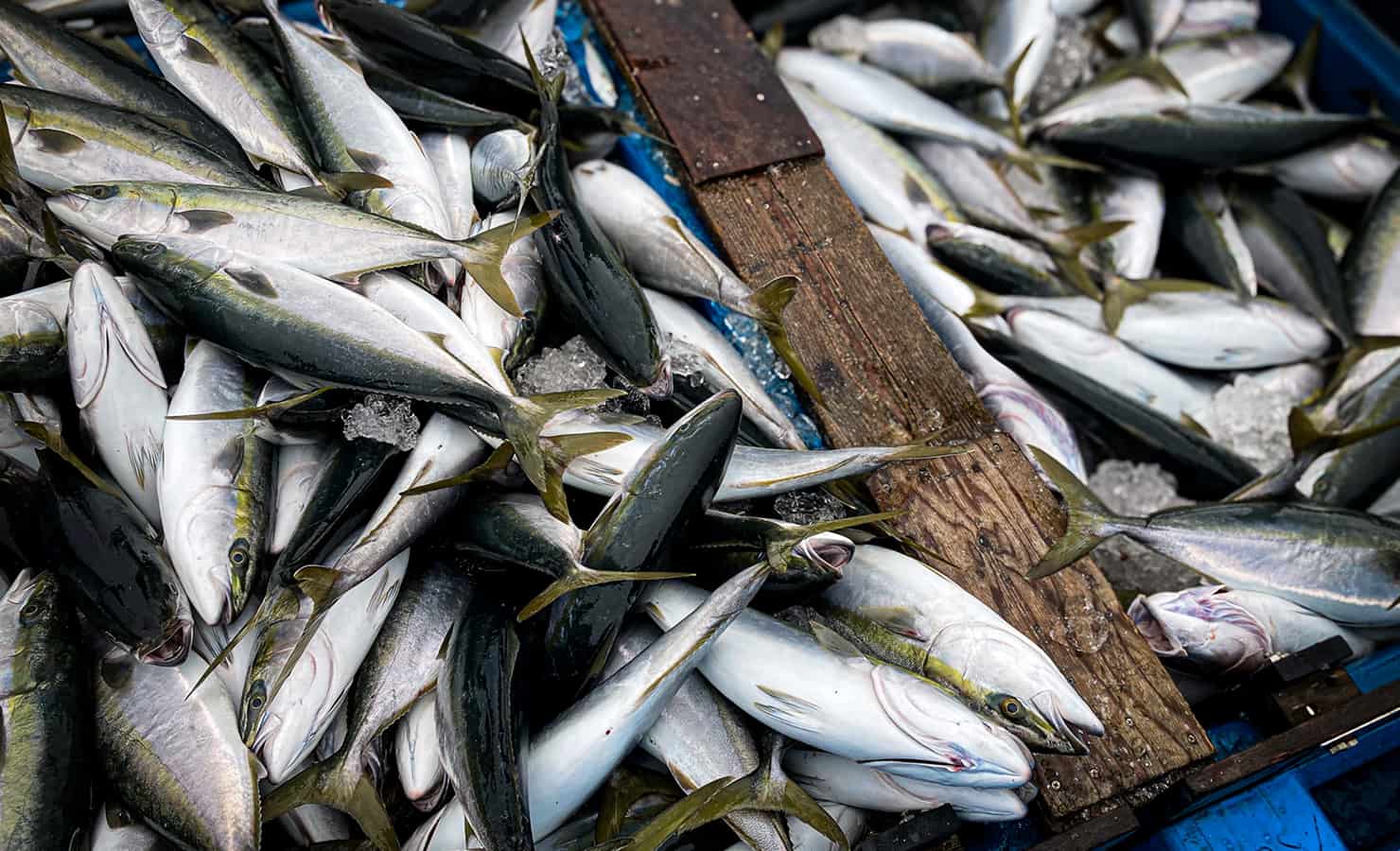トラックに積まれている魚の画像
