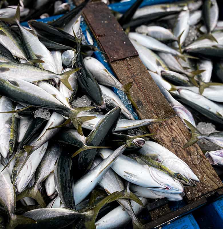 トラックに積まれている魚の画像