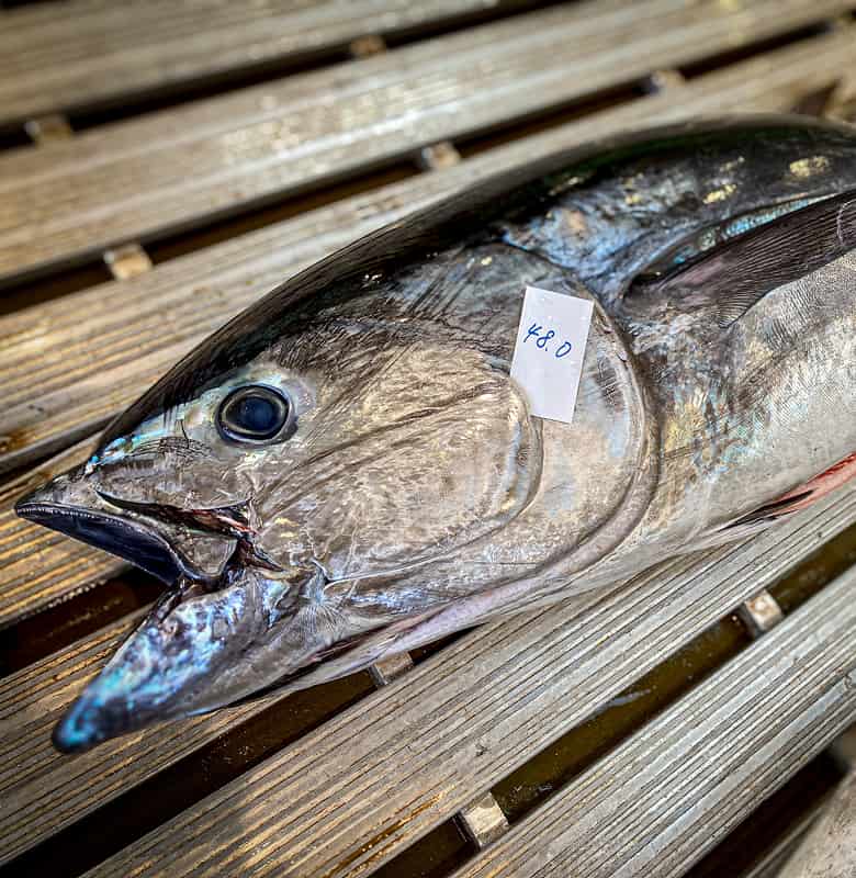 マグロの画像